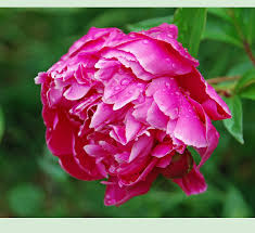 Paeonia officinalis) am häufigsten vorkommend. Datei Pfingstrose Dsc 8400a Jpg Wikipedia
