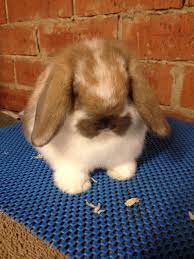 Butterfly Mini Lop Buck 5 Weeks Old Cute Baby Animals Cute Animals Baby Animals