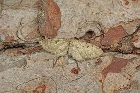 Image result for Eupithecia trisignaria