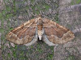 Image result for Pelurga comitata