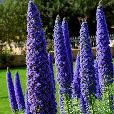 Image result for Echium