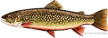 She is one of the 12 villagers available to marry. Rainbow Trout Pennsylvania Trout In The Classroom