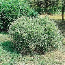 Image result for Pleioblastus fortunei