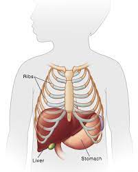 The inferior border of the liver is the costal margin, and the superior portion lies just beneath the diaphragm. When Your Child Needs A Percutaneous Liver Biopsy Saint Luke S Health System