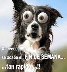Pin On Spanish Quotes Humor