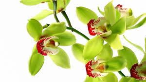 Flower White Orchid Wallpaper Abstract Image Wallwuzz Hd Wallpaper Green Orchid Orchid Wallpaper Orchids