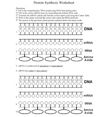 Coloring transcription and translation key worksheet answers dna rna from transcription and translation worksheet answer key sourcesithlordco. Protein Synthesis Worksheet Directions 1 Fill In Chegg Com