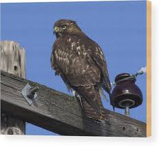 It takes hawks between 18 months and three years to reach sexual maturity. Dark Morph Juvenile Red Tailed Hawk Wood Print By Eric Mace