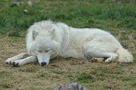 Sleeping Arctic Wolf Stock 20130401 1 By Furlined On Deviantart Wolf Dog Sleeping Wolf Arctic Wolf