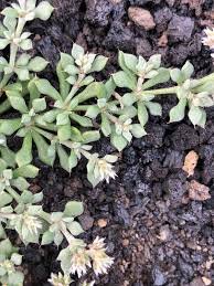 Image result for Polycarpaea