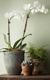 Vanda ascocenda hybrids & species. Asda Orchids
