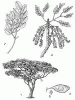 Image result for Burkea africana