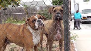 Maybe you would like to learn more about one of these? Where Is Pets For Life Humanepro By The Humane Society Of The United States