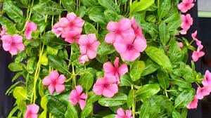 We did not find results for: Bunga Vinca Rapunzel Youtube