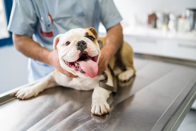 What are the common health problems treated in pet clinics? | Annai Pet  Clinic