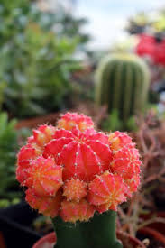 Additionally, what do cactus need to survive? Bright Pinky Red Cactus Sprouting Baby Cacti Free Stock Photo By Ivan On Stockvault Net