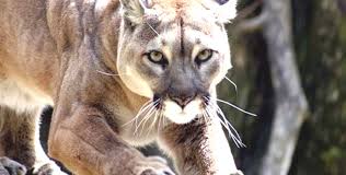 Puma concolor klasse der puma ist ein äußerst anpassungsfähiges tier, das unterschiedliche. Nordamerikanischer Puma Offiziell Ausgestorben Holidog Times