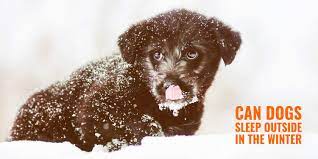 Can Dogs Sleep Outside In The Winter Risk Of Hypothermia Solutions