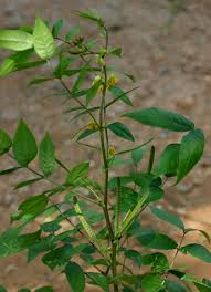 Image result for Senna occidentalis
