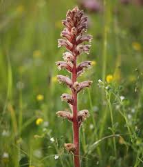 Image result for Orobanche minor