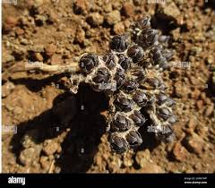 Image result for Geigeria filifolia