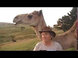 Find out more about the different types of wool available as well as some amazing facts about wool and its role in the modern industry. Learn How To Harvest Wool From A Lawrence The Camel Youtube