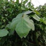 Image result for Macaranga schweinfurthii