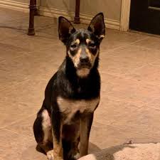 To provide medical treatment for all animals in our care. Dog For Adoption Benny A Shepherd In Dallas Tx Petfinder