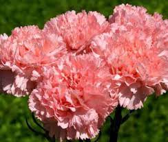 Carnation Grenadin Rose Seeds Dianthus Caryophyllus Rose Seeds Dianthus Caryophyllus Carnations