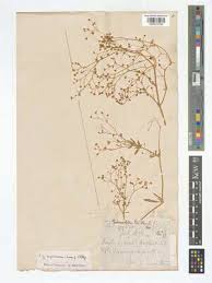 Image result for Gisekia africana