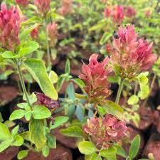 Image result for Pachystachys