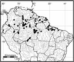 Image result for Triplophyllum