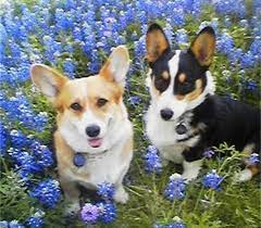 Affordable pembroke welsh corgi we are corgi specialized breeders. Ranchhand Corgis Home Bardwell Tx Corgi Puppies For Sale Corgi Breeders Pembroke Welsh Corgi Breeders