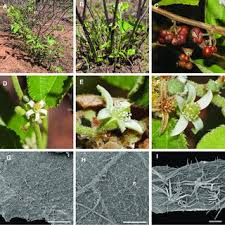 Image result for Grewia pubescens