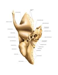 Image result for Temporal Bone