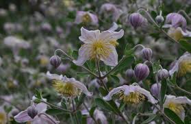 Image result for Clematis brachiata