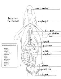 Sheep Heart Dissection Lab For High School Science Hst Heart Anatomy Dissection Human Anatomy And Physiology