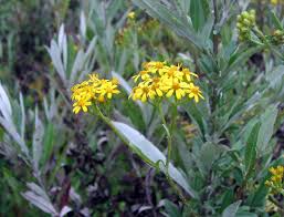 Image result for Pauridiantha paucinervis