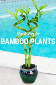 Learn How To Care For Bamboo Plants Using This Easy To Follow Guide Bamboo Plants Are Great For The Home Or Office Bamboo Plants Bamboo Plant Care Lucky Bamboo Plants