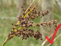 Image result for Juncus kraussii