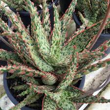 Image result for Aloe pienaarii