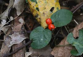 Image result for Geophila