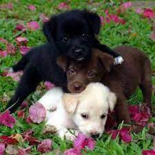De 39 3955 0110 1200 102323. Tiere Suchen Ein Zuhause Home Facebook