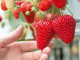 Mungkin banyak yang belum tahu kalau jenis tanaman hias gantung begonia merupakan famili dekat dengan buah melon, timun dan labu. 7 Tanaman Hias Buah Untuk Percantik Halaman Rumah Ada Stroberi Hingga Anggur