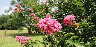 Green leaves turn yellow, orange or red in autumn. Why Arent My Crape Myrtles Blooming Today S Homeowner