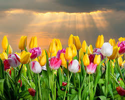 Immagine 2 / 4 cosa è fiori? Hd Wallpaper Flowers Tulips 4k 8k Hd Yello Flower Wallpaper Flare