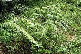 Image result for Microlepia speluncae