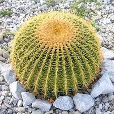 Barrel cacti grow into a squat the most common species in california, ferocactus cylindraceus, has yellow petals that are reddish the larger spines keep away thirsty desert creatures, and the smaller spines help prevent water loss. Echinocactus Grusonii Golden Barrel Cactus Seed X20 Ole Lantana S Seed Store