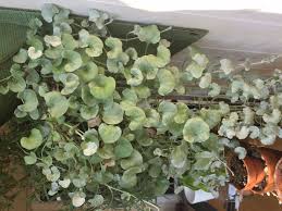 Image result for Dichondra