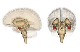 Brain yoga is said to be used as a form of discipline in indian schools but it may be more accurate to describe it as a form of reformation. Meditation And Yoga Practice Linked To Reduced Volume In Brain Region Tied To Negative Emotions
